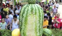 热门大瓜每日大赛,揭秘娱乐圈风云变幻，大赛精彩瞬间回顾